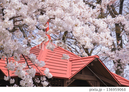 [長浜城]美しい桜が咲き誇る滋賀県の桜の名所 136959068