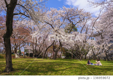 [長浜城]美しい桜が咲き誇る滋賀県の桜の名所 136959072