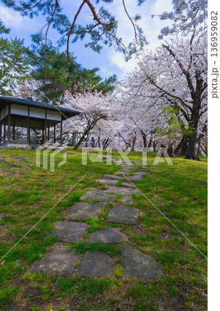 [長浜城]美しい桜が咲き誇る滋賀県の桜の名所 136959082