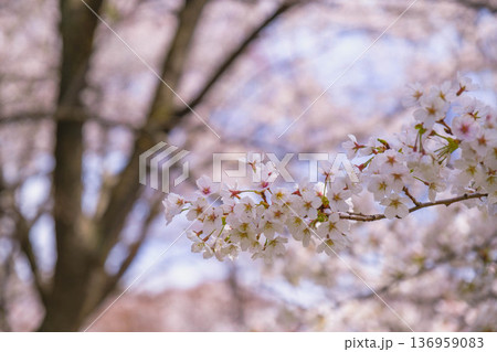 [長浜城]美しい桜が咲き誇る滋賀県の桜の名所 136959083