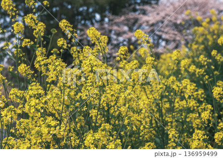[長浜城]びわ湖のほとりに咲く黄色い菜の花 136959499