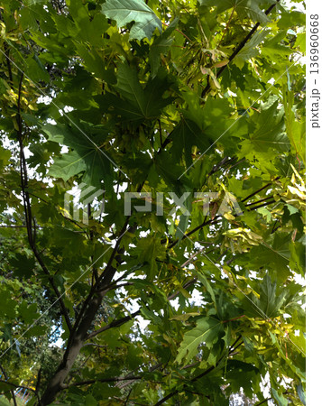 Maple leafs. Leafs background. Maple leafs. Leafs background. 136960668