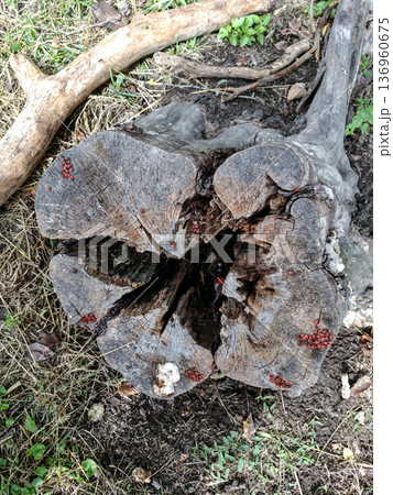 A rotten stump on the grass. A rotten stump on the grass. 136960675