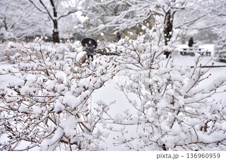 木々に雪が積もる一之宮公園 木々に雪が積もる一之宮公園 136960959