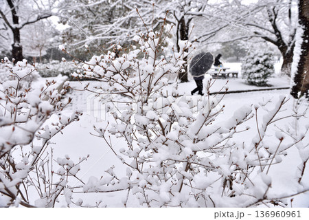 木々に雪が積もる一之宮公園 136960961