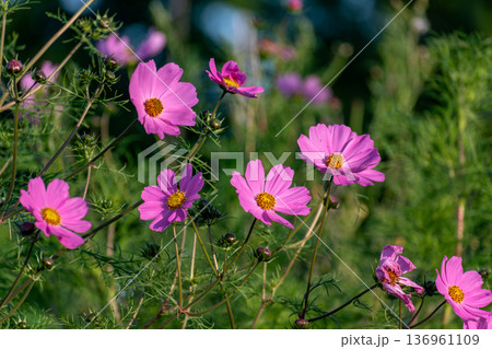 Cosmos flowers in a pretty meadow, cosmos bipinnatus or Mexican aster, daisy family asteraceae Cosmos flowers in a pretty meadow, cosmos bipinnatus or Mexican aster, daisy family asteraceae 136961109