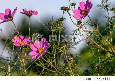 Cosmos flowers in a pretty meadow, cosmos bipinnatus or Mexican aster, daisy family asteraceae 136961111