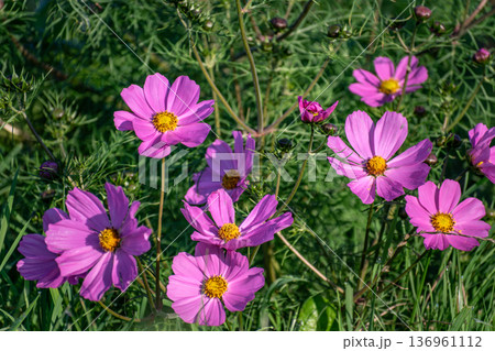 Cosmos flowers in a pretty meadow, cosmos bipinnatus or Mexican aster, daisy family asteraceae 136961112