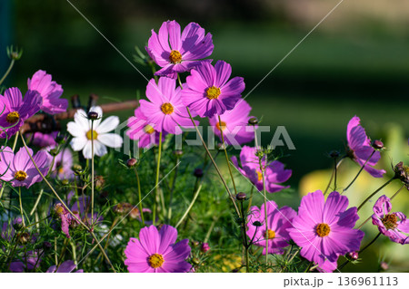 Cosmos flowers in a pretty meadow, cosmos bipinnatus or Mexican aster, daisy family asteraceae 136961113