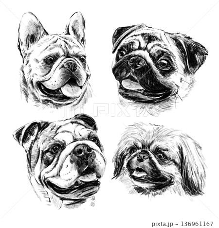 Detailed hand drawn illustration set of brachycephalic dog breeds featuring french bulldog, pug, english bulldog and pekingese. Realistic black and white pencil sketch portraits with expressive faces Detailed hand drawn illustration set of brachycephalic dog breeds featuring french bulldog, pug, english bulldog and pekingese. Realistic black and white pencil sketch portraits with expressive faces 136961167