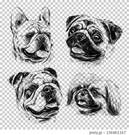 Detailed hand drawn illustration set of brachycephalic dog breeds featuring french bulldog, pug, english bulldog and pekingese. Realistic black and white pencil sketch portraits with expressive faces Detailed hand drawn illustration set of brachycephalic dog breeds featuring french bulldog, pug, english bulldog and pekingese. Realistic black and white pencil sketch portraits with expressive faces 136961167