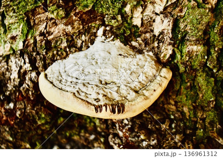 冬の楠木の大木に生えたサルノコシカケ 冬の楠木の大木に生えたサルノコシカケ 136961312