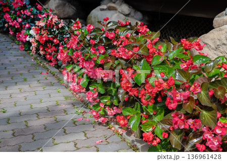 Colorful begonia flowers along a stone path in a garden. Colorful begonia flowers along a stone path in a garden. 136961428