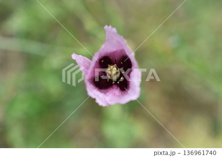 アツミゲシの花 アツミゲシの花 136961740