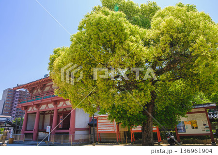 [四天王寺]大阪を代表する歴史深いお寺の美しい風景 136961904