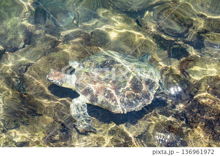Endangered hawksbill sea turtle gliding through clear coastal waters in Brazil. 136961972