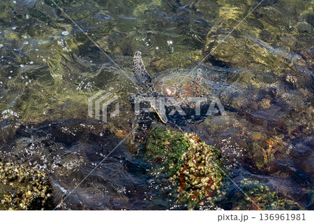 Endangered hawksbill sea turtle in its natural Atlantic habitat  136961981