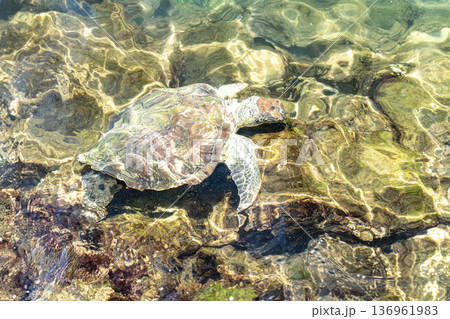 Hawksbill sea turtle swimming through shallow tropical waters in Brazil Hawksbill sea turtle swimming through shallow tropical waters in Brazil 136961983