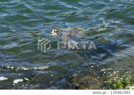 A graceful hawksbill sea turtle swimming beneath the surface of warm tropical waters A graceful hawksbill sea turtle swimming beneath the surface of warm tropical waters 136961985