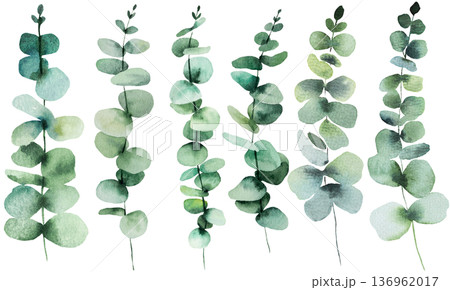 Hand drawn watercolor eucalyptus twigs with green leaves isolated illustration, single element 136962017