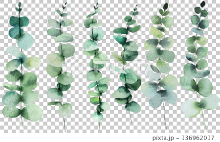 Hand drawn watercolor eucalyptus twigs with green leaves isolated illustration, single element 136962017