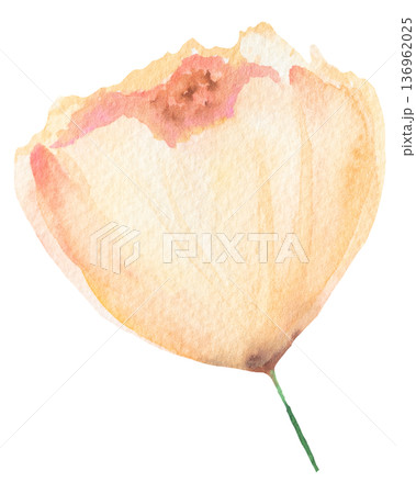 Watercolor hand drawn light yellow flower, isolated illustration, floral wedding and greeting design 136962025