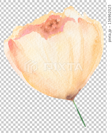 Watercolor hand drawn light yellow flower, isolated illustration, floral wedding and greeting design 136962025