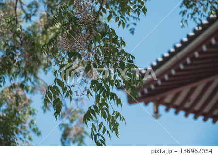 [四天王寺]大阪を代表する歴史深いお寺の美しい風景 136962084