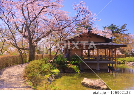 嚮陽庭園(きょうようていえん)西山公園(福井県鯖江市)に咲く桜の花 嚮陽庭園(きょうようていえん)西山公園(福井県鯖江市)に咲く桜の花 136962128