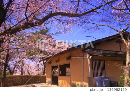 嚮陽庭園（きょうようていえん）西山公園（福井県鯖江市）に咲く桜の花 136962129