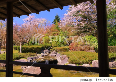 嚮陽庭園(きょうようていえん)西山公園(福井県鯖江市)に咲く桜の花 嚮陽庭園(きょうようていえん)西山公園(福井県鯖江市)に咲く桜の花 136962130