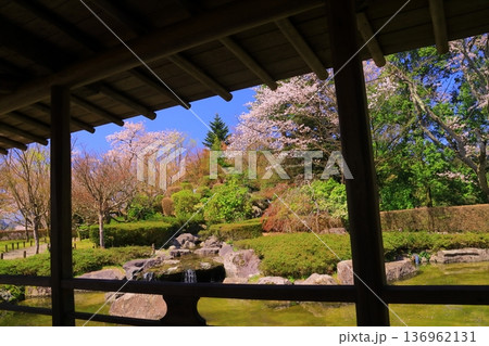 嚮陽庭園(きょうようていえん)西山公園(福井県鯖江市)に咲く桜の花 嚮陽庭園(きょうようていえん)西山公園(福井県鯖江市)に咲く桜の花 136962131