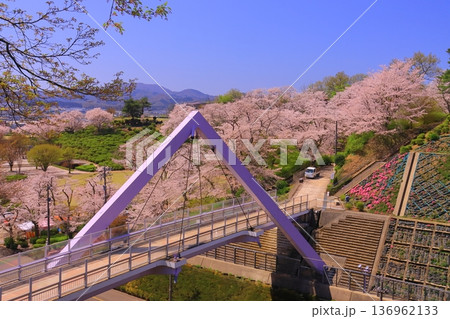 西山公園(福井県鯖江市)に咲く満開の桜 西山公園(福井県鯖江市)に咲く満開の桜 136962133
