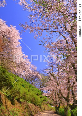 西山公園（福井県鯖江市）に咲く満開の桜 136962134