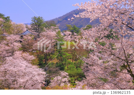西山公園（福井県鯖江市）に咲く満開の桜 136962135