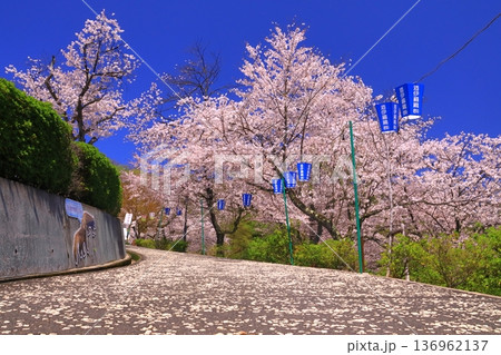西山公園（福井県鯖江市）に咲く満開の桜 136962137