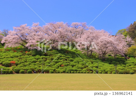西山公園(福井県鯖江市)に咲く満開の桜 西山公園(福井県鯖江市)に咲く満開の桜 136962141