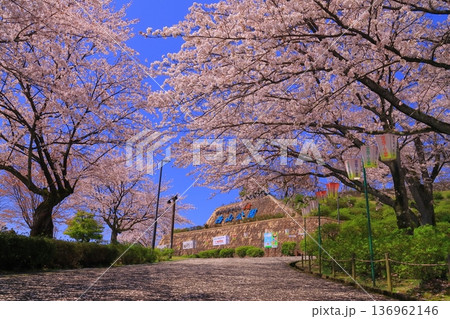 西山公園（福井県鯖江市）に咲く満開の桜 136962146