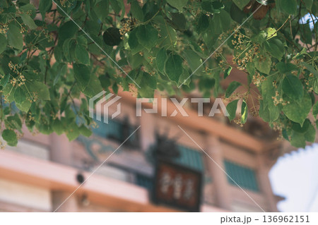 [四天王寺]大阪を代表する歴史深いお寺の美しい風景 / 自然豊かな風景 136962151
