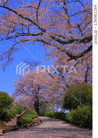 西山公園（福井県鯖江市）に咲く満開の桜 136962164