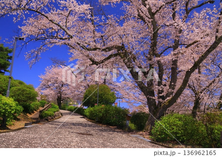 西山公園（福井県鯖江市）に咲く満開の桜 136962165
