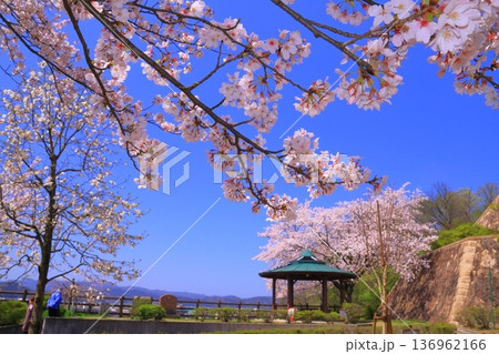 西山公園（福井県鯖江市）に咲く満開の桜 136962166