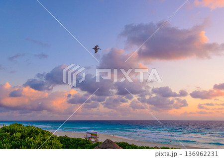 Pelican flying over vibrant turquoise ocean at sunrise Pelican flying over vibrant turquoise ocean at sunrise 136962231