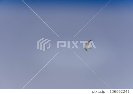 Two seabirds flying in clear gradient sky at dusk Two seabirds flying in clear gradient sky at dusk 136962241