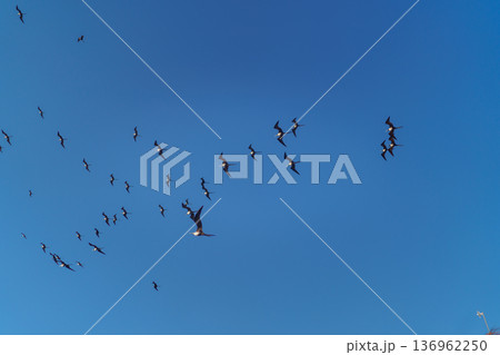 Large flock of frigatebirds circling in bright blue sky Large flock of frigatebirds circling in bright blue sky 136962250