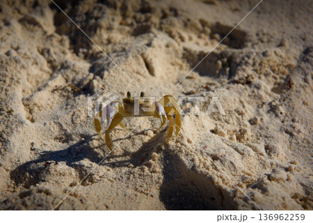 Ghost crab on sandy beach with raised claws and stalked eyes Ghost crab on sandy beach with raised claws and stalked eyes 136962259