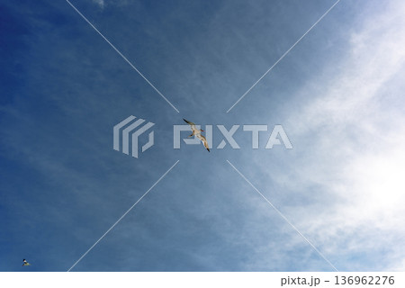 Seagull soaring through deep blue sky with wispy clouds Seagull soaring through deep blue sky with wispy clouds 136962276