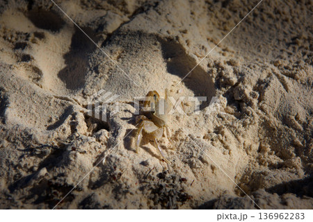 Ghost crab on sandy beach with raised claws and stalked eyes Ghost crab on sandy beach with raised claws and stalked eyes 136962283