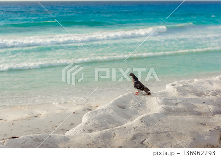 Pigeon perched on white rocks overlooking turquoise ocean waves 136962293