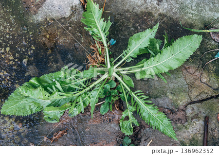 Horseradish root grew through a crack in the path Horseradish root grew through a crack in the path 136962352